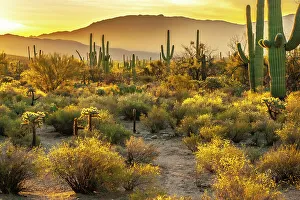 Cacti Prints: USA, Arizona, Sabino Canyon. Sonoran Desert landscape with cacti and mountains