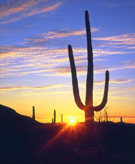 USA, Arizona, A saguaro cactus at sunset, AZ