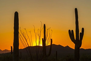 Images Dated 18th April 2015: USA, Arizona, Saguaro National Park. Sunset on desert landscape