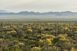 Images Dated 21st April 2015: USA, Arizona, Saguaro National Park. Desert landscape