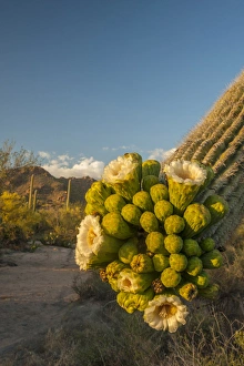 Images Dated 23rd April 2015: USA, Arizona, Saguaro National Park. Close-up of saguaro cactus blossoms. Credit as