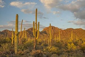 Images Dated 20th April 2015: USA, Arizona, Saguaro National Park. Desert landscape