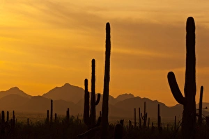 Images Dated 19th April 2012: USA, Arizona, Saguaro National Park, Sonoran Desert
