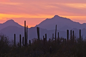 USA, Arizona, Saguaro National Park, Sonoran Desert. Saguaro forest at sunset. Credit as