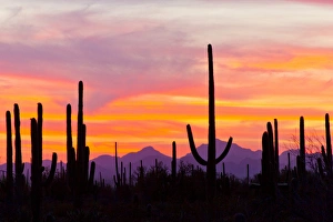 Images Dated 19th April 2012: USA, Arizona, Saguaro National Park, Sonoran Desert. Saguaro cactus forest at sunset