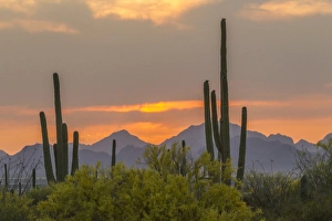 USA, Arizona, Saguaro National Park. Sunset on desert landscape