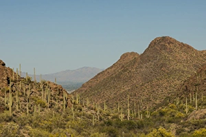 Images Dated 18th April 2015: USA, Arizona, Saguaro National Park. Valley in desert landscape