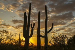 Images Dated 20th April 2015: USA, Arizona, Saguaro National Park. Sunset on desert landscape