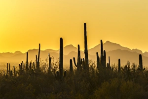 Arizona Prints: USA, Arizona, Saguaro National Park. Sonoran Desert at sunset