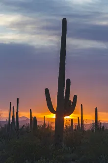 USA, Arizona, Saguaro National Park. Saguaro cactus at sunset