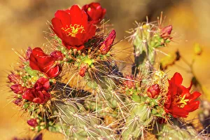 Thorn Prints: USA, Arizona, Saguaro National Park. Close-up of cholla cactus flowers