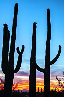 Images Dated 1st June 2023: USA, Arizona, Saguaro National Park. Saguaro cacti silhouettes at sunset