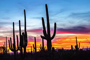 USA, Arizona, Saguaro National Park. Saguaro cacti silhouettes at sunset