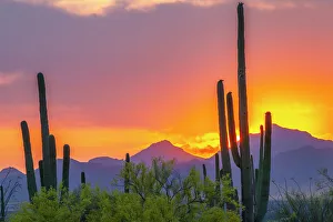 Cacti Prints: USA, Arizona, Saguaro National Park. Sonoran Desert and mountains at sunset