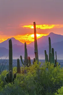 Cacti Prints: USA, Arizona, Saguaro National Park. Sonoran Desert and mountains at sunset