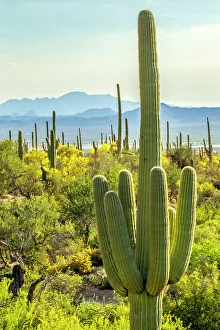 Cacti Prints: USA, Arizona, Saguaro National Park. Sonoran Desert landscape
