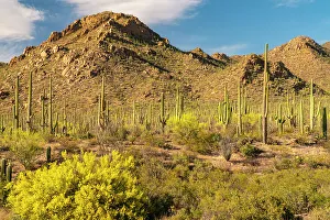 Cacti Prints: USA, Arizona, Saguaro National Park