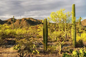 Images Dated 25th June 2023: USA, Arizona, Saguaro National Park