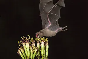 Images Dated 16th July 2020: USA, Arizona, Santa Cruz County. Bat feeds on yucca nectar