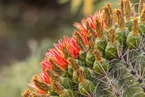 Images Dated 26th February 2020: USA, Arizona, Santa Cruz County. Barrel cactus blossoms close-up