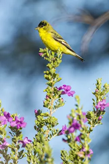 Images Dated 16th July 2020: USA, Arizona, Santa Cruz County. Lesser goldfinch on flower