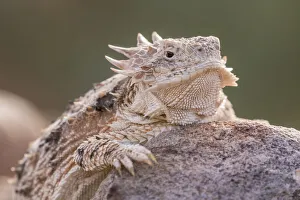 Images Dated 16th July 2020: USA, Arizona, Santa Cruz County. Regal horned lizard on rock