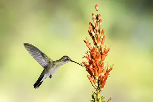 Images Dated 26th February 2020: USA, Arizona, Santa Cruz County. Broad-billed hummingbird feeding on ocotillo blossoms