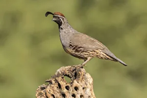 USA, Arizona, Santa Cruz County. Male Gambels quail on cactus skeleton
