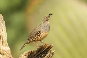 Images Dated 16th July 2020: USA, Arizona, Santa Cruz County. Gambels quail female on stump