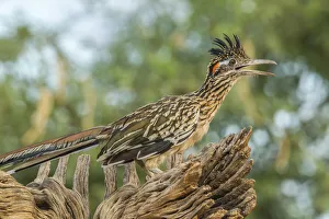 USA, Arizona, Santa Cruz County. Roadrunner on stump. Credit as