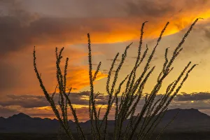 USA, Arizona, Santa Cruz County. Santa Rita Mountains and ocotillo cactus at sunset