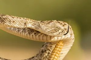 USA, Arizona, Santa Cruz County. Close-up of coiled western diamondback rattlesnake