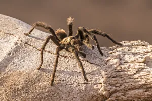 Images Dated 26th February 2020: USA, Arizona, Santa Cruz County. Close-up of tarantula. Credit as