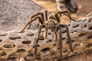 Images Dated 26th February 2020: USA, Arizona, Santa Cruz County. Close-up of tarantula. Credit as