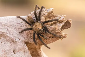 Images Dated 26th February 2020: USA, Arizona, Santa Cruz County. Close-up of tarantula. Credit as