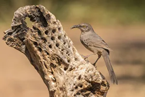 USA, Arizona, Santa Cruz County. Curve-billed thrasher feeding