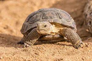 Captivity Prints: USA, Arizona, Santa Cruz County. Young desert tortoise captive