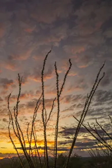 Images Dated 16th July 2020: USA, Arizona, Santa Cruz County. Silhouette of ocotillo cactus at sunset