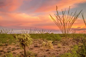 Ocotillo Prints: USA, Arizona, Santa Cruz County. Sunset on desert landscape