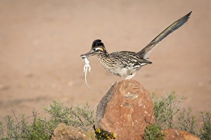 Images Dated 19th May 2015: USA, Arizona, Santa Rita Mountains. A greater roadrunner on rock with prey. Credit as