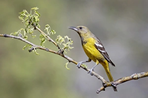 Images Dated 18th May 2015: USA, Arizona, Santa Rita Mountains. Female Scotts oriole on tree branch. Credit as