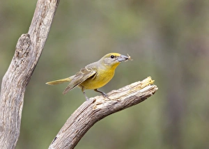 Images Dated 18th May 2015: USA, Arizona, Santa Rita Mountains. Female hepatic tanager on branch eating bee. Credit as
