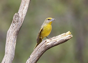 Images Dated 18th May 2015: USA, Arizona, Santa Rita Mountains. Female hepatic tanager bird on tree branch. Credit as