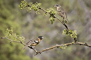 Images Dated 18th May 2015: USA, Arizona, Santa Rita Mountains. Male and female black-headed grosbeaks on branches