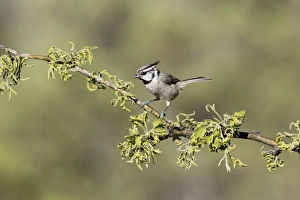Images Dated 18th May 2015: USA, Arizona, Santa Rita Mountains. Bridled titmouse on tree branch