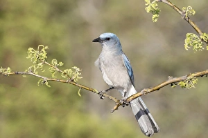 Images Dated 18th May 2015: USA, Arizona, Santa Rita Mountains. Mexican jay perched on dead tree branch. Credit as