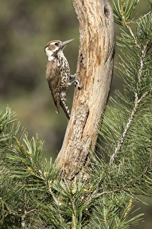 USA, Arizona, Santa Rita Mountains. Arizona woodpecker on tree trunk