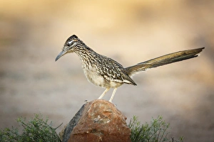 Images Dated 19th May 2015: USA, Arizona, Santa Rita Mountains. A greater roadrunner on rock
