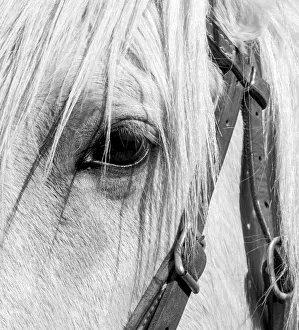 Leather Prints: USA, Arizona, Scottsdale. B&W close-up of horses eye and bridle
