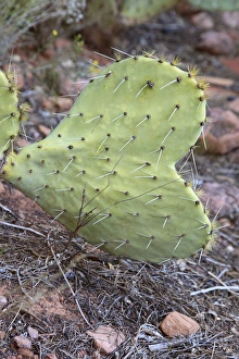 Savanah Stewart Prints: USA, Arizona, Sedona, cactus